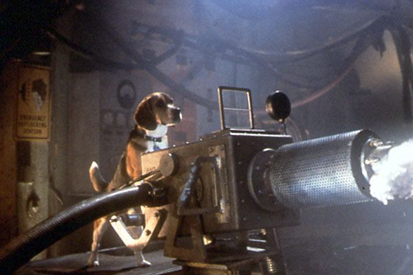 Como perros y gatos : Foto