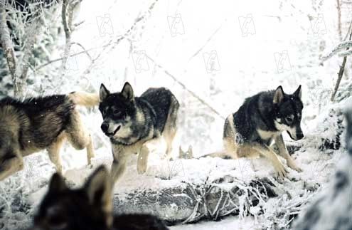 Las crónicas de Narnia: El león, la bruja y el ropero : Foto Andrew Adamson