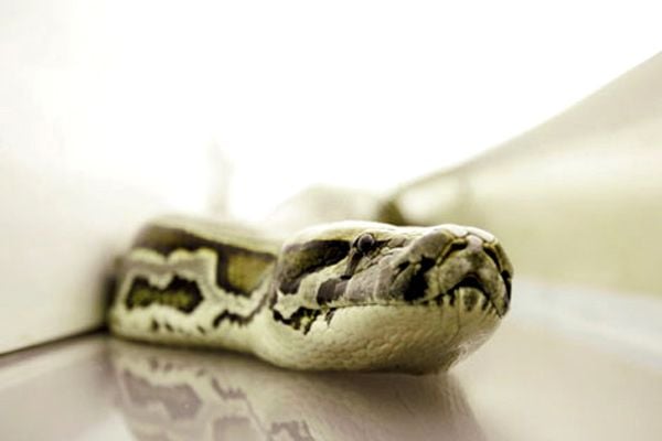 Serpientes a bordo : Foto