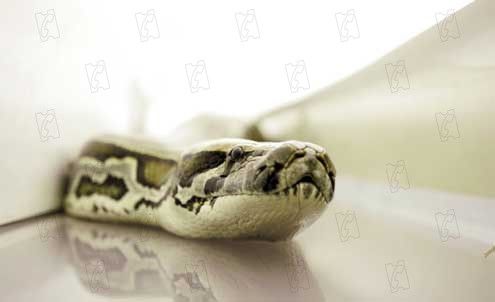 Serpientes a bordo : Foto