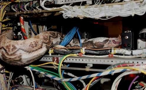 Serpientes a bordo : Foto