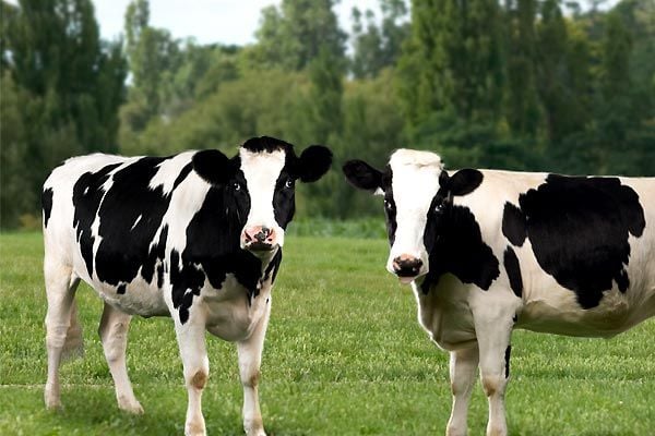 La telaraña de Charlotte : Foto Gary Winick