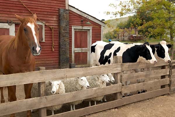 La telaraña de Charlotte : Foto Gary Winick