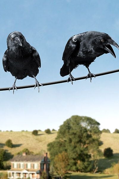 La telaraña de Charlotte : Foto Gary Winick