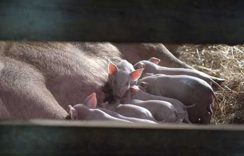 La telaraña de Charlotte : Foto Gary Winick