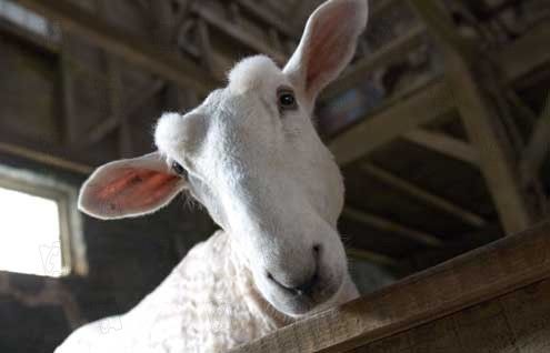 La telaraña de Charlotte : Foto Gary Winick