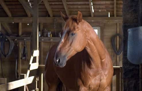 La telaraña de Charlotte : Foto Gary Winick, Dakota Fanning