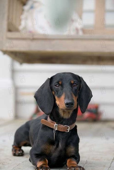 La telaraña de Charlotte : Foto Gary Winick