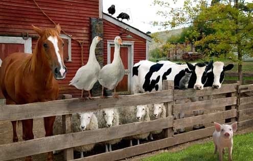 La telaraña de Charlotte : Foto Gary Winick