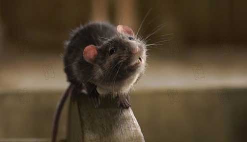 La telaraña de Charlotte : Foto Gary Winick