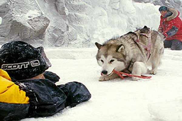 Rescate en la Antártida : Foto