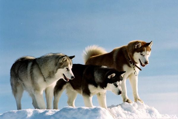 Rescate en la Antártida : Foto