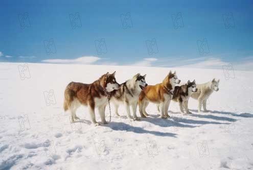 Rescate en la Antártida : Foto