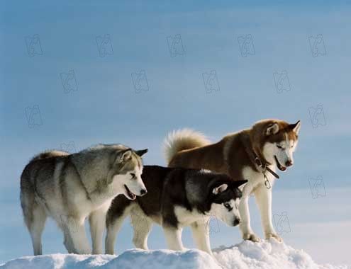 Rescate en la Antártida : Foto