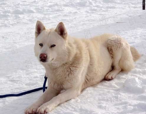 Rescate en la Antártida : Foto