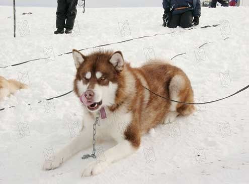 Rescate en la Antártida : Foto