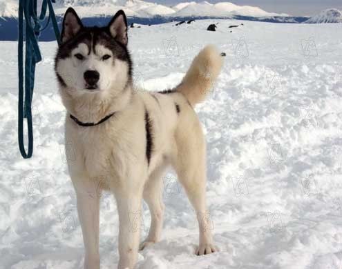 Rescate en la Antártida : Foto