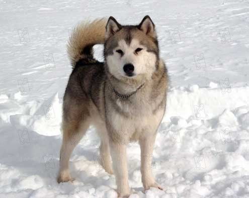 Rescate en la Antártida : Foto