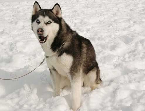 Rescate en la Antártida : Foto