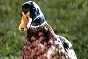 Una niñera a prueba de balas : Foto