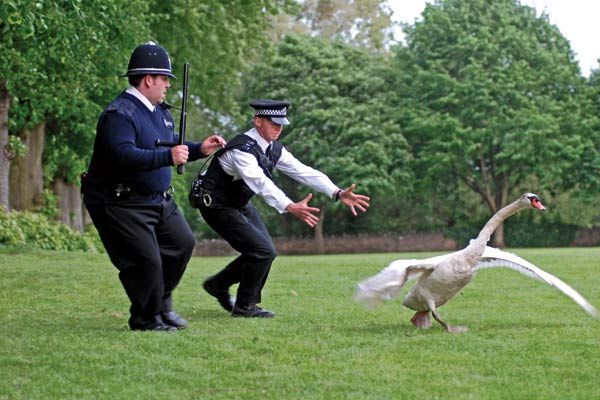 Hot Fuzz: Super policías : Foto