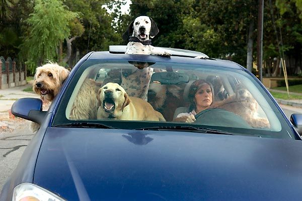 Foto Molly Shannon, Mike White