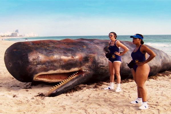 Reno 911 : Miami : Foto Kerri Kenney-Silver, Niecy Nash