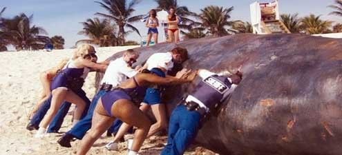 Reno 911 : Miami : Foto