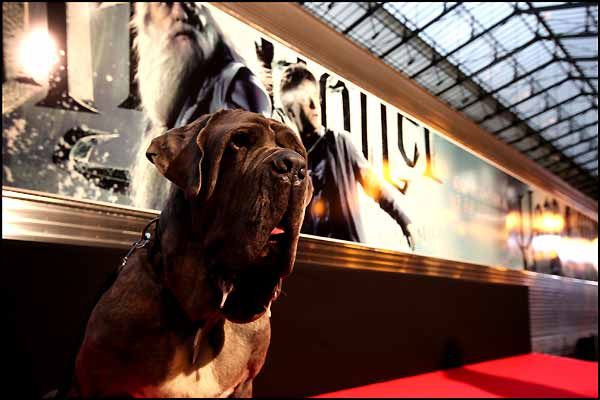 Harry Potter y el misterio del príncipe : Foto