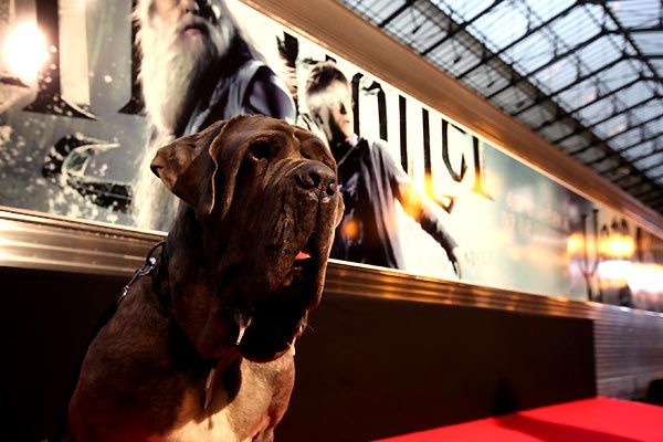 Harry Potter y el misterio del príncipe : Foto