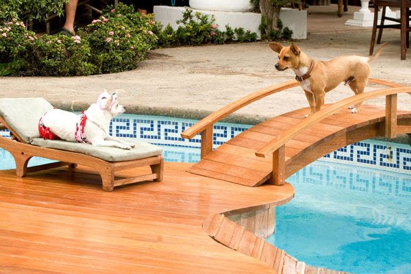 Un chihuahua de Beverly Hills : Foto Raja Gosnell