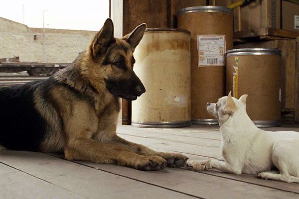 Un chihuahua de Beverly Hills : Foto Raja Gosnell