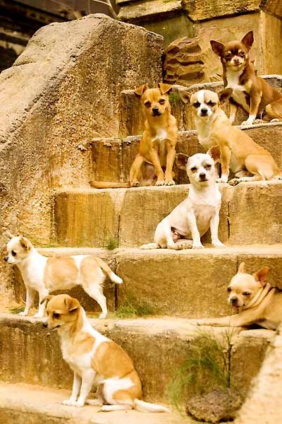 Un chihuahua de Beverly Hills : Foto Raja Gosnell