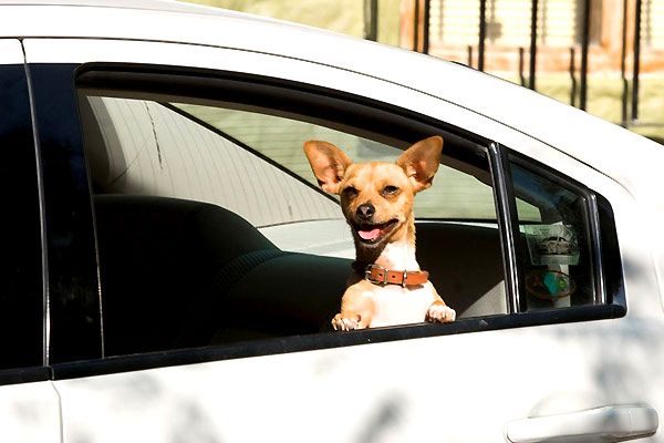 Un chihuahua de Beverly Hills : Foto Raja Gosnell