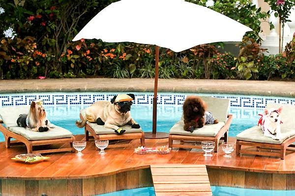 Un chihuahua de Beverly Hills : Foto Raja Gosnell