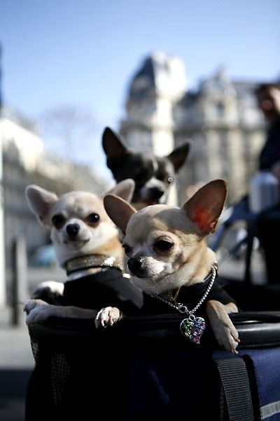 Un chihuahua de Beverly Hills : Foto Raja Gosnell