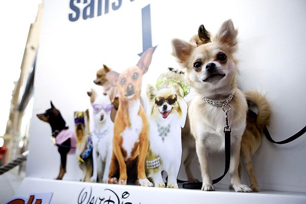 Un chihuahua de Beverly Hills : Foto Raja Gosnell