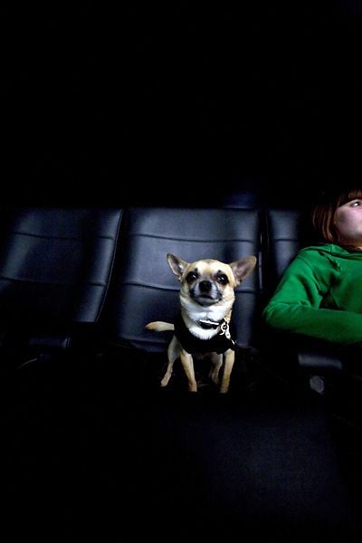 Un chihuahua de Beverly Hills : Foto Raja Gosnell