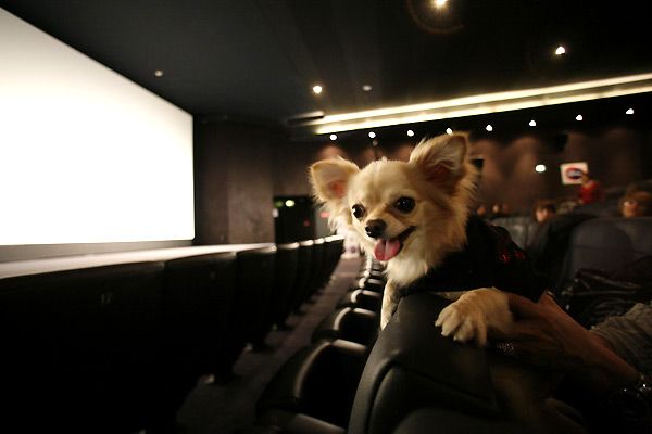 Un chihuahua de Beverly Hills : Foto Raja Gosnell