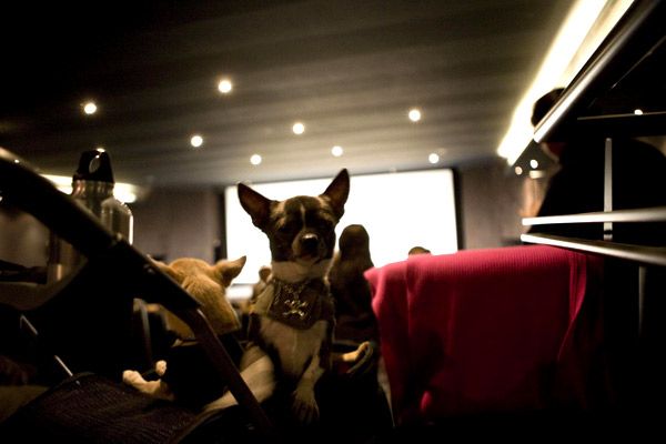 Un chihuahua de Beverly Hills : Foto Raja Gosnell