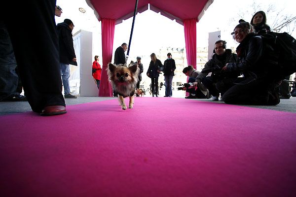 Un chihuahua de Beverly Hills : Foto Raja Gosnell