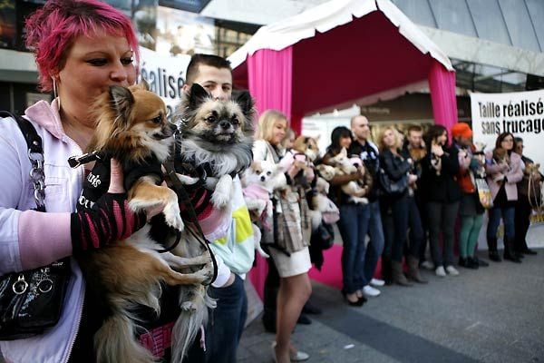 Un chihuahua de Beverly Hills : Foto Raja Gosnell