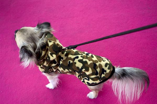 Un chihuahua de Beverly Hills : Foto Raja Gosnell