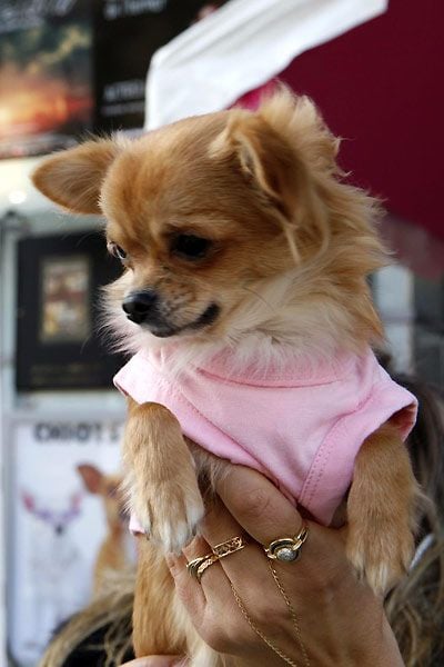 Un chihuahua de Beverly Hills : Foto Raja Gosnell