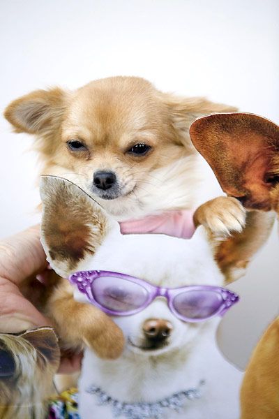 Un chihuahua de Beverly Hills : Foto Raja Gosnell