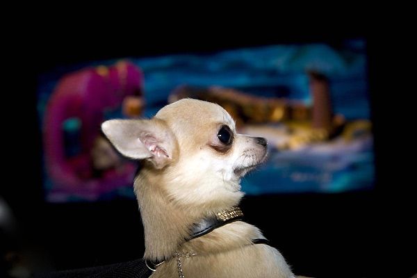Un chihuahua de Beverly Hills : Foto Raja Gosnell