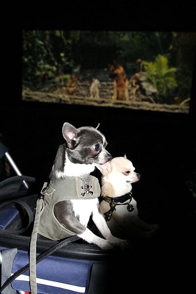 Un chihuahua de Beverly Hills : Foto Raja Gosnell