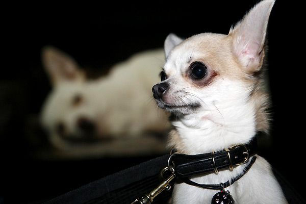 Un chihuahua de Beverly Hills : Foto Raja Gosnell