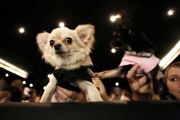 Un chihuahua de Beverly Hills : Foto Raja Gosnell