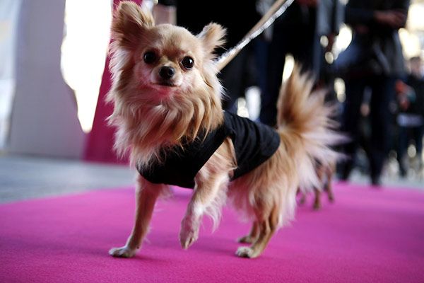 Un chihuahua de Beverly Hills : Foto Raja Gosnell